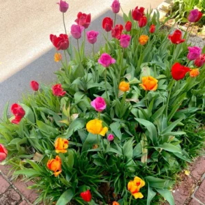 50 Tulip Bulbs for Fall Planting, Large Mix Color Tulip Bulbs, Easy To Plant Indoors Outdoors, 50 Mix Tulip Flower Bulbs for Your Garden