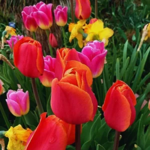 Set 25 of Tulip Bulbs, Large Mix Color Tulip Bulbs for Fall Spring Planting, Tulip Flower Bulbs, Annual Spring Flower Plants