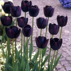 Tulip Bulbs for Fall Planting, 100 Large Mix Color Tulip Bulbs, Easy To Plant Indoors or Outdoors, Mix Tulip Flower Bulbs