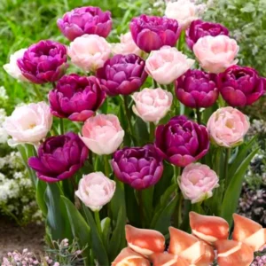Tulip Bulbs for Fall Planting, 100 Large Mix Color Tulip Bulbs, Easy To Plant Indoors or Outdoors, Mix Tulip Flower Bulbs