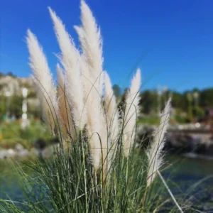 2 White Pampas Grass Plants Live, 3.5 Inches Potted, Pampas Grass Live Plant Pot, Live Pampas Grass Plant, Grass Plant Tree