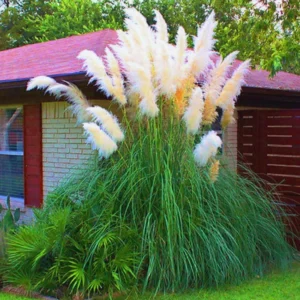 2 White Pampas Grass Plants Live, 3.5 Inches Potted, Pampas Grass Live Plant Pot, Live Pampas Grass Plant, Grass Plant Tree