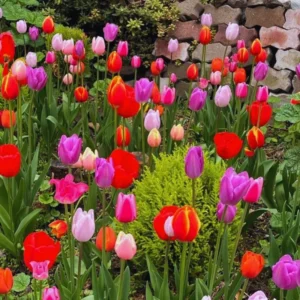 50 Tulip Bulbs for Fall Planting, Large Mix Color Tulip Bulbs, Easy To Plant Indoors Outdoors, 50 Mix Tulip Flower Bulbs for Your Garden