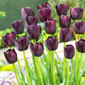 50 Tulip Bulbs for Fall Planting, Large Mix Color Tulip Bulbs, Easy To Plant Indoors Outdoors, 50 Mix Tulip Flower Bulbs for Your Garden