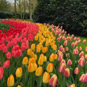 Tulip Bulbs for Fall Planting, 100 Large Mix Color Tulip Bulbs, Easy To Plant Indoors or Outdoors, Mix Tulip Flower Bulbs