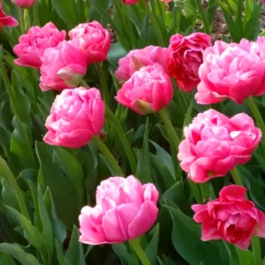 Set 25 of Tulip Bulbs, Large Mix Color Tulip Bulbs for Fall Spring Planting, Tulip Flower Bulbs, Annual Spring Flower Plants