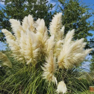 2 White Pampas Grass Plants Live, 3.5 Inches Potted, Pampas Grass Live Plant Pot, Live Pampas Grass Plant, Grass Plant Tree