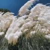 2 Pampas Grass Plants Live, 4 To 6 Inches Tall, White Pampas Grass Perennial Live Plants, 3.5 Inches Potted, Grass Tree Plants, Pampas Grass Live Plant Pot