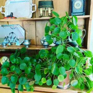 4” Money Plant Live, Pilea Peperomioides Plant Live Money Plant Pot, Size Plant From 4 Inches Tall
