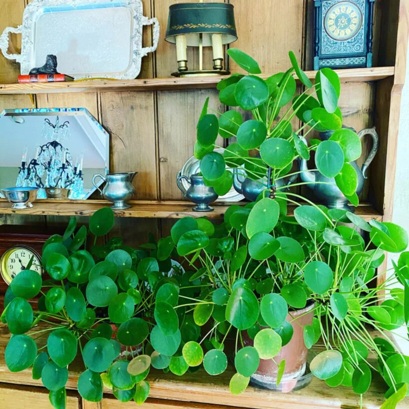 4” Money Plant Live, Pilea Peperomioides Plant Live Money Plant Pot, Size Plant From 4 Inches Tall