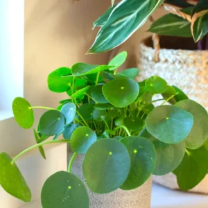 4” Money Plant Live, Pilea Peperomioides Plant Live Money Plant Pot, Size Plant From 4 Inches Tall