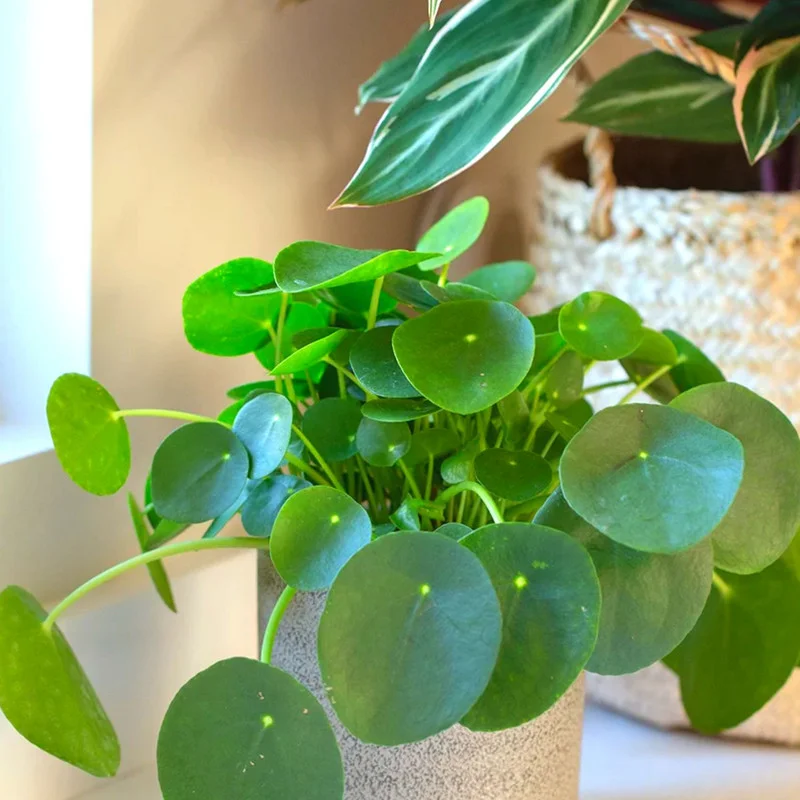4” Money Plant Live, Pilea Peperomioides Plant Live Money Plant Pot, Size Plant From 4 Inches Tall