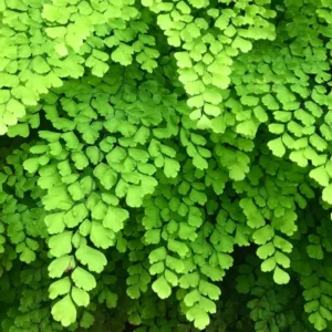 Maidenhair Fen Plant Pot, Fern Plant Live, 3.5 Inches Pot, Fern Live Plant for Your Garden, Live Fern Plant Ground Cover Plant Indoor Outdoor