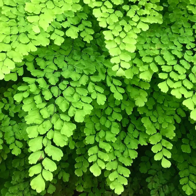 Maidenhair Fen Plant Pot, Fern Plant Live, 3.5 Inches Pot, Fern Live Plant for Your Garden, Live Fern Plant Ground Cover Plant Indoor Outdoor