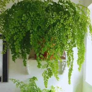 Fern Plant Live, Maidenhair Fen Plant Pot, 3.5 Inches Pot, Live Fern Plant Ground Cover Plant, Fern Live Plant for Your Garden