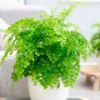 Maidenhair Fen Plant Pot, Fern Plant Live, 3.5 Inches Pot, Fern Live Plant for Your Garden, Live Fern Plant Ground Cover Plant Indoor Outdoor