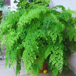 Maidenhair Fen Plant Pot, Fern Plant Live, 3.5 Inches Pot, Fern Live Plant for Your Garden, Live Fern Plant Ground Cover Plant Indoor Outdoor