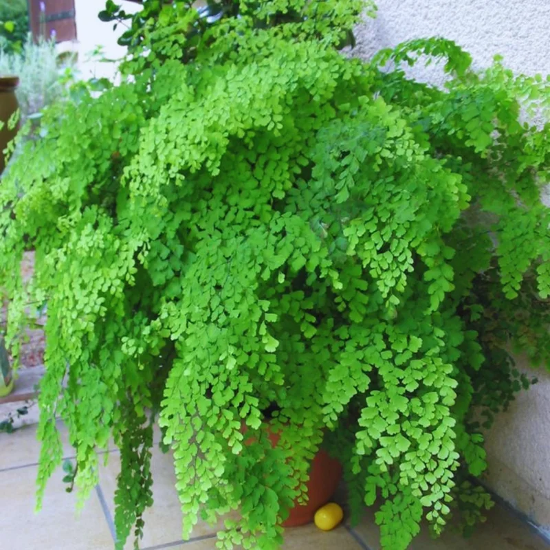 Maidenhair Fen Plant Pot, Fern Plant Live, 3.5 Inches Pot, Fern Live Plant for Your Garden, Live Fern Plant Ground Cover Plant Indoor Outdoor