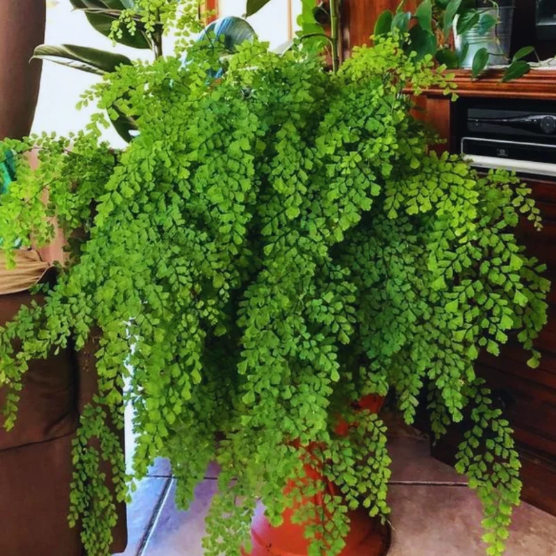 Maidenhair Fen Plant Pot, Fern Plant Live, 3.5 Inches Pot, Fern Live Plant for Your Garden, Live Fern Plant Ground Cover Plant Indoor Outdoor