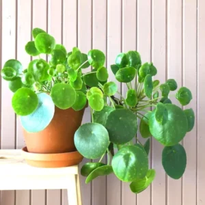 4” Money Plant Live, Pilea Peperomioides Plant Live Money Plant Pot, Size Plant From 4 Inches Tall