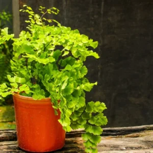 Live Maidenhair Fern Plant In 3.5 Inch Pot, Ground Cover Plant for Indoor And Outdoor Gardens, Fern Live Plants, Fern Plant Pot