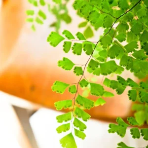 Maidenhair Fen Plant Pot, Fern Plant Live, 3.5 Inches Pot, Fern Live Plant for Your Garden, Live Fern Plant Ground Cover Plant Indoor Outdoor