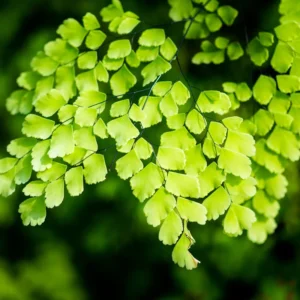 Fern Plant Live, Maidenhair Fen Plant Pot, 3.5 Inches Pot, Live Fern Plant Ground Cover Plant, Fern Live Plant for Your Garden