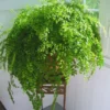 Fern Plant Live, Maidenhair Fen Plant Pot, 3.5 Inches Pot, Live Fern Plant Ground Cover Plant, Fern Live Plant for Your Garden