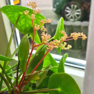 Pilea Peperomioides Plant Live Money Plant Pot, Money Plant Live, 4 Inches Potted, House Plant Live, Money Tree Plant Indoor or Outdoor