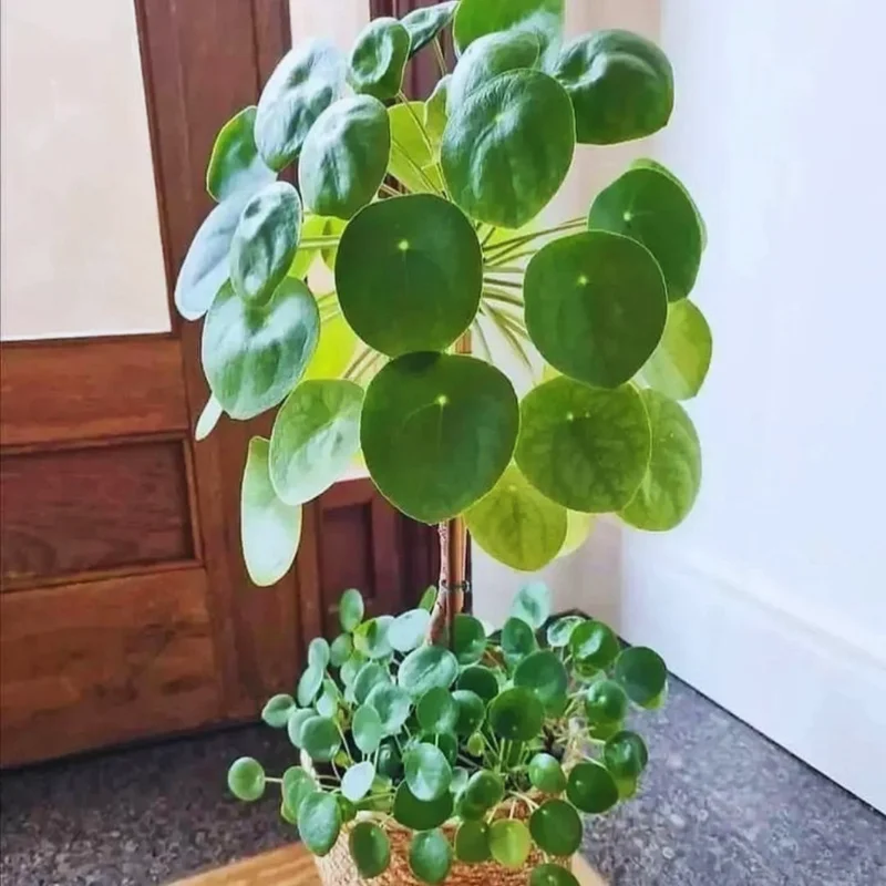 4” Money Plant Live, Pilea Peperomioides Plant Live Money Plant Pot, Size Plant From 4 Inches Tall