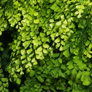 Fern Plant Live, Maidenhair Fen Plant Pot, 3.5 Inches Pot, Live Fern Plant Ground Cover Plant, Fern Live Plant for Your Garden