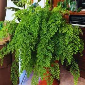 Live Maidenhair Fern Plant In 3.5 Inch Pot, Ground Cover Plant for Indoor And Outdoor Gardens, Fern Live Plants, Fern Plant Pot
