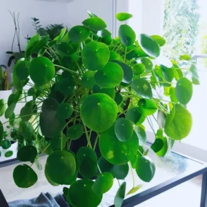 Pilea Peperomioides Plant Live Money Plant Pot, Money Plant Live, 4 Inches Potted, House Plant Live, Money Tree Plant Indoor or Outdoor