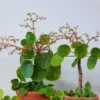 Pilea Peperomioides Plant Live Money Plant Pot, Money Plant Live, 4'' Pot, House Plant Live, Money Tree Plant Starter Plant From 4''