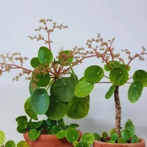 Pilea Peperomioides Plant Live Money Plant Pot, Money Plant Live, 4'' Pot, House Plant Live, Money Tree Plant Starter Plant From 4''