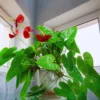 4'' Pot Anthurium Plant Live, Live Red Anthurium Flower Plant, Anthurium Live Plant Red Flower, Indoor Outdoor House Plant Live for Garden
