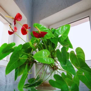 4'' Pot Anthurium Plant Live, Live Red Anthurium Flower Plant, Anthurium Live Plant Red Flower, Indoor Outdoor House Plant Live for Garden