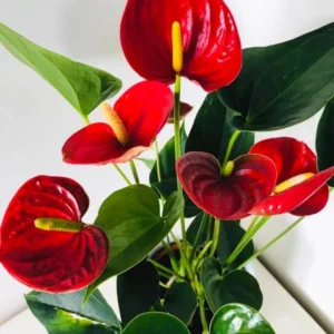 4'' Pot Anthurium Plant Live, Live Red Anthurium Flower Plant, Anthurium Live Plant Red Flower, Indoor Outdoor House Plant Live for Garden