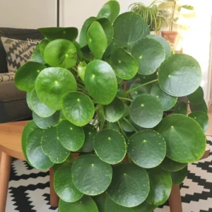 Pilea Peperomioides Plant Live Money Plant Pot, Money Plant Live, 4'' Pot, House Plant Live, Money Tree Plant Starter Plant From 4''