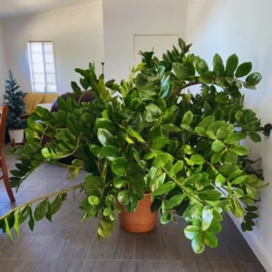 Zamioculcas Zamiifolia Tree Plant, ZZ Tree Plant Pot, 4 Inches, ZZ Plant Live Tree, Houseplant Live Plant