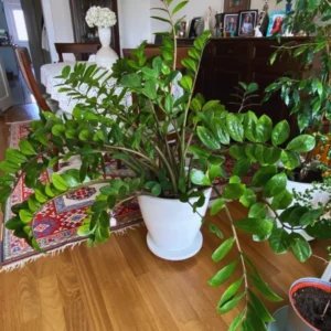 Zamioculcas Zamiifolia Tree Plant, ZZ Tree Plant Pot, 4 Inches, ZZ Plant Live Tree, Houseplant Live Plant