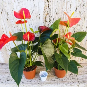Anthurium Plant Live, 4'' Pot, Live Red Anthurium Flower Plant, House Plant Live, Anthurium Live Plant Red Flower