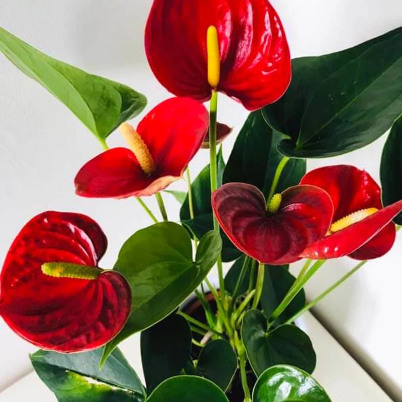 Live Red Anthurium Flower Plant, House Plant Live, Anthurium Live Plant Red Flower, Anthurium Plant Live, 4'' Pot, Zone 10 To 12