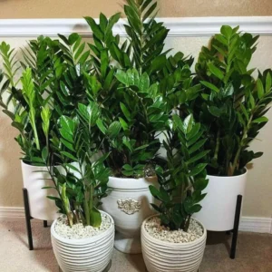 Zamioculcas Zamiifolia Tree Plant, ZZ Tree Plant Pot, 4 Inches, ZZ Plant Live Tree, Houseplant Live Plant