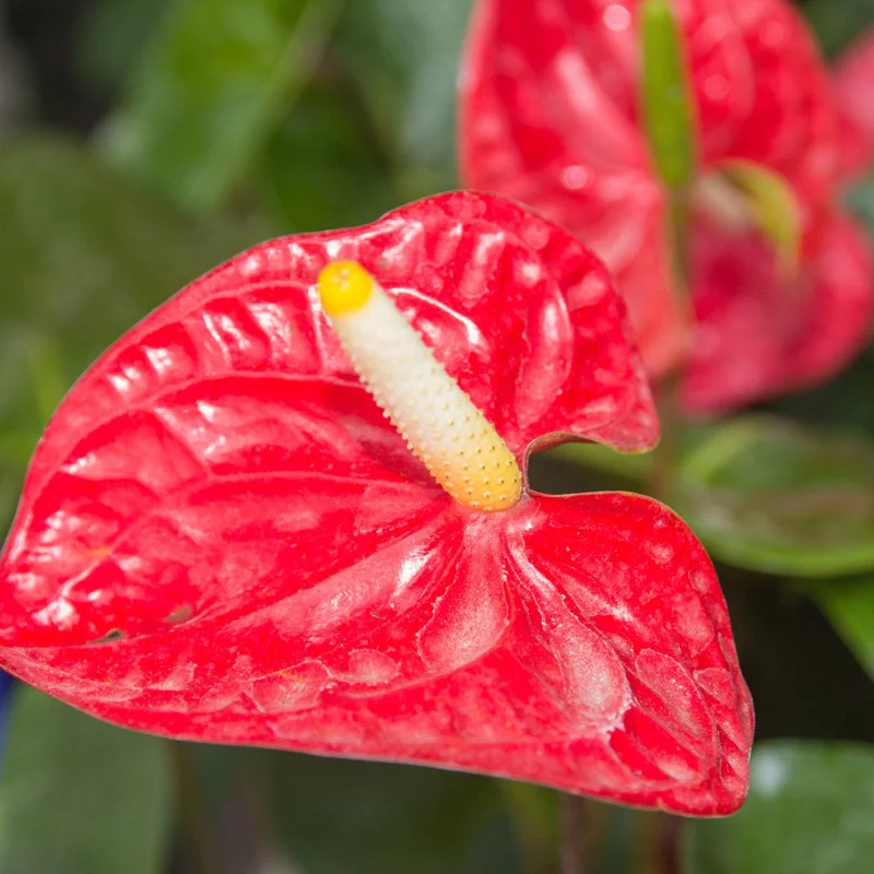 4'' Pot Anthurium Plant Live, Live Red Anthurium Flower Plant, Anthurium Live Plant Red Flower, Indoor Outdoor House Plant Live for Garden