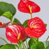 Live Red Anthurium Flower Plant, House Plant Live, Anthurium Live Plant Red Flower, Anthurium Plant Live, 4'' Pot, Zone 10 To 12