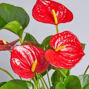 Live Red Anthurium Flower Plant, House Plant Live, Anthurium Live Plant Red Flower, Anthurium Plant Live, 4'' Pot, Zone 10 To 12