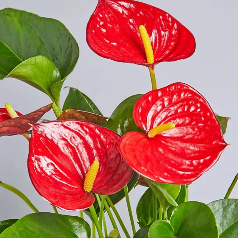 Live Red Anthurium Flower Plant, House Plant Live, Anthurium Live Plant Red Flower, Anthurium Plant Live, 4'' Pot, Zone 10 To 12