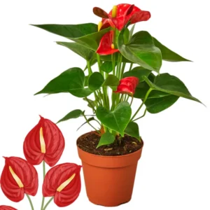 Live Red Anthurium Flower Plant, House Plant Live, Anthurium Live Plant Red Flower, Anthurium Plant Live, 4'' Pot, Zone 10 To 12