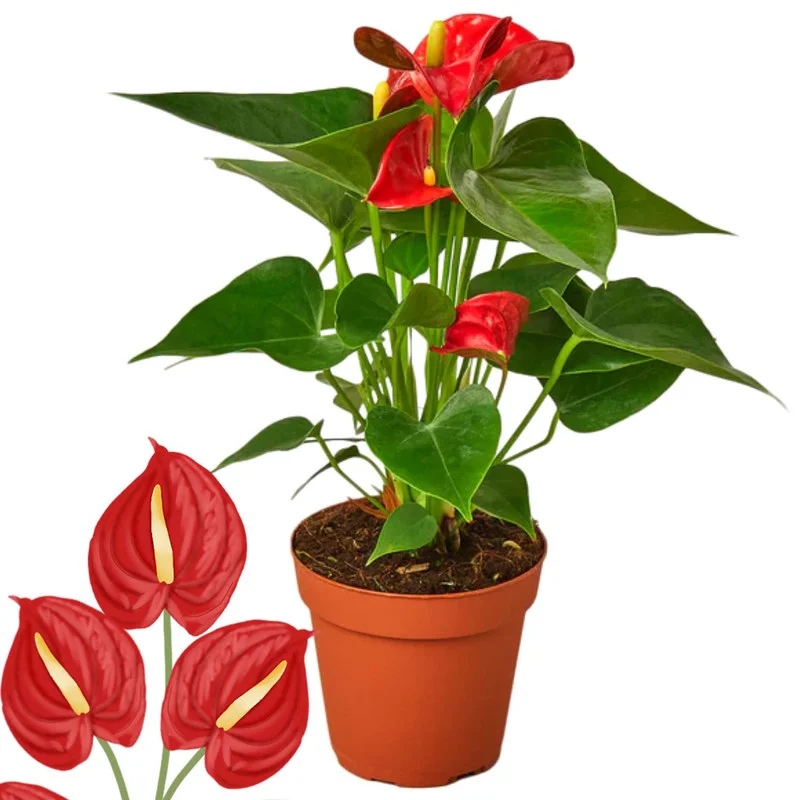 Live Red Anthurium Flower Plant, House Plant Live, Anthurium Live Plant Red Flower, Anthurium Plant Live, 4'' Pot, Zone 10 To 12